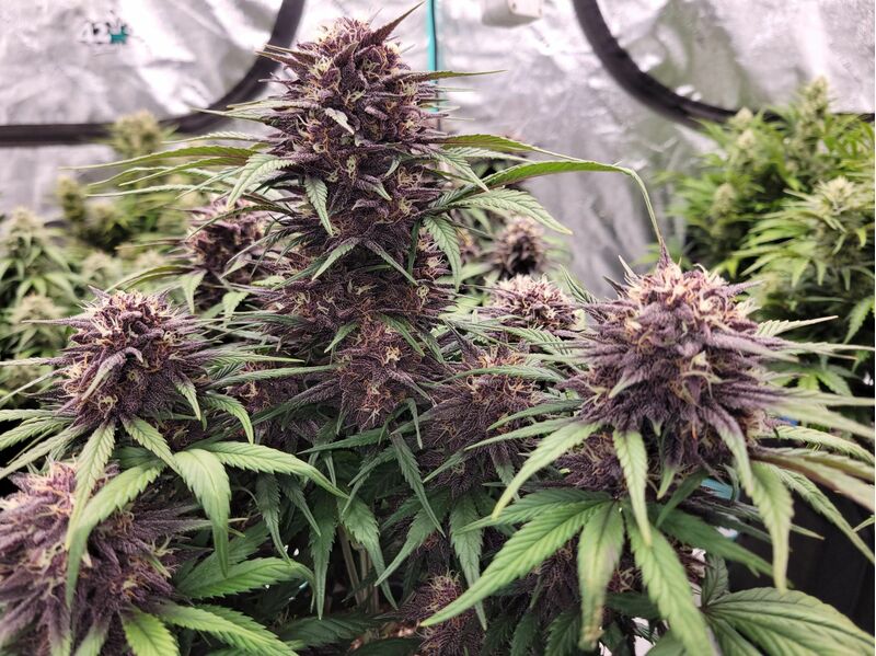 Lemon Cherry Cookies Auto, Фасовка: 5, изображение 23